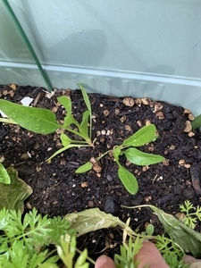 ほうれん草 間引き