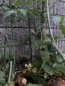 トマトとイチゴを一緒に植える