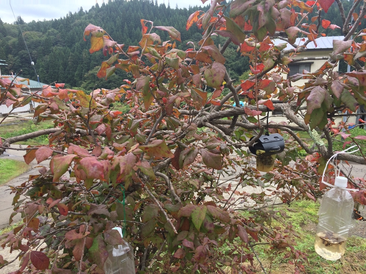 f:id:tainosashimi:20190930190341j:plain f:id:tainosashimi:20190930190341j:plain