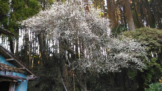 f:id:taisakovic:20190127220539j:image