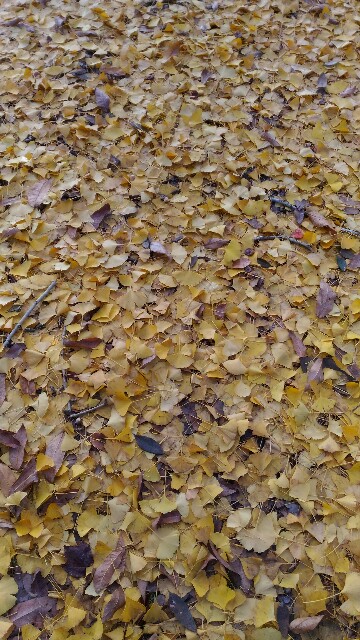 f:id:taisakovic:20191203173323j:image f:id:taisakovic:20191203173323j:image