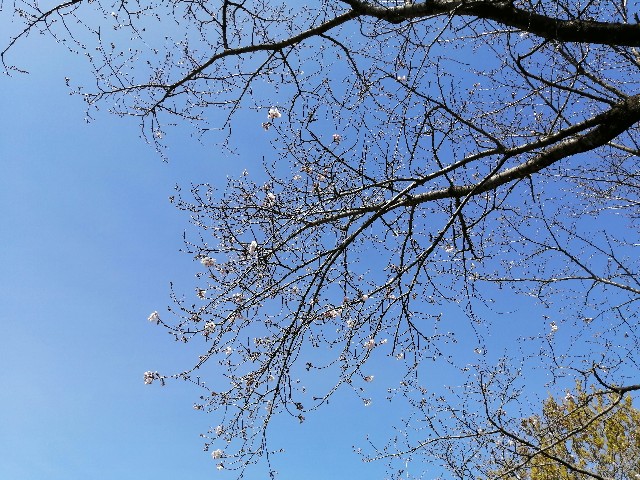 f:id:taisakovic:20200323185903j:image