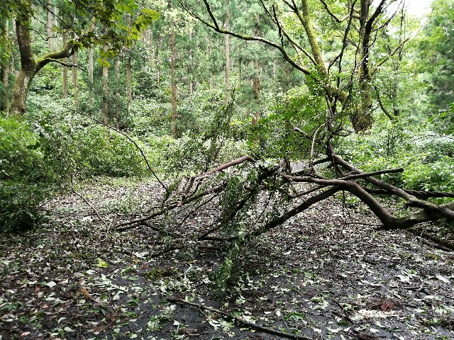 f:id:taisakovic:20200909160243j:image f:id:taisakovic:20200909160243j:image