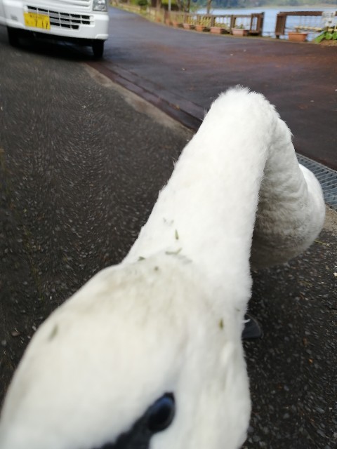 f:id:taisakovic:20201023135942j:image f:id:taisakovic:20201023135942j:image