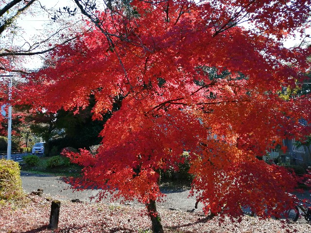 f:id:taisakovic:20201208145853j:image