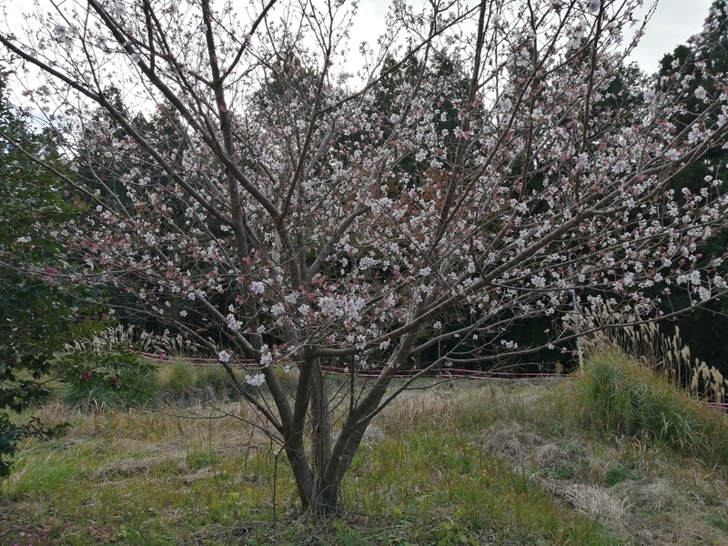 f:id:taisakovic:20201208150138j:plain
