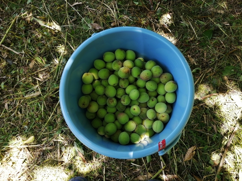 f:id:taisakovic:20210529182015j:plain