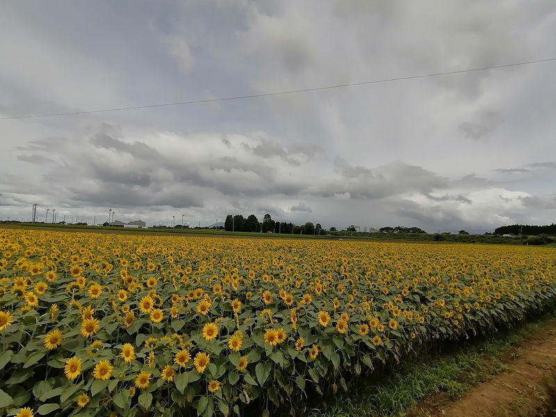 f:id:taisakovic:20210723153454j:plain