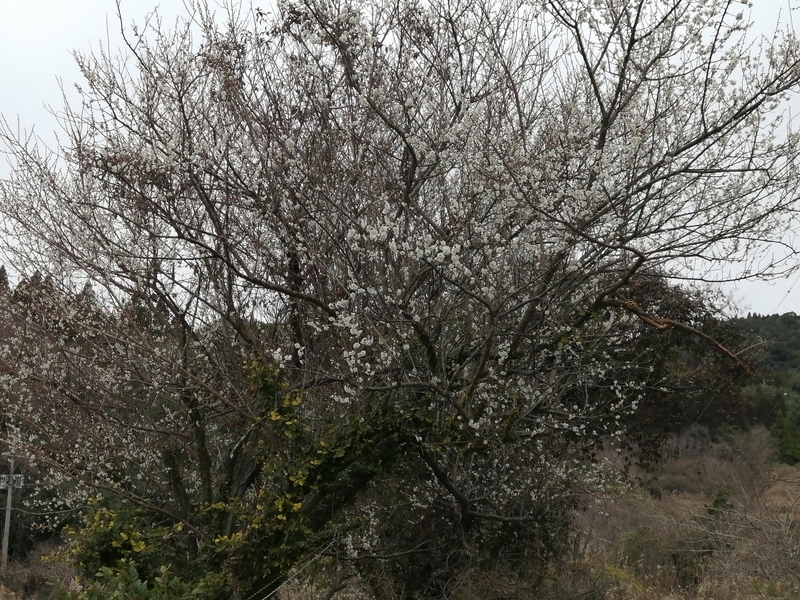 f:id:taisakovic:20220130183336j:plain