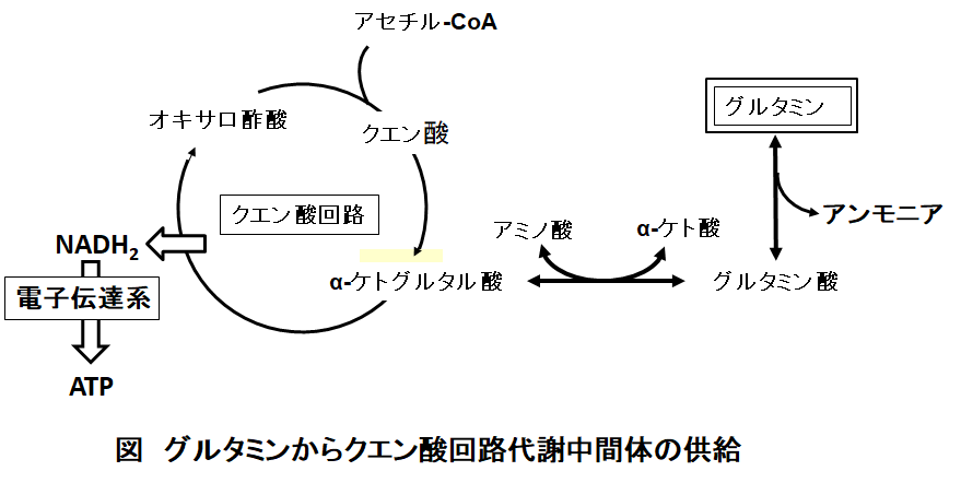 Images of Α-ケトグルタル酸 - JapaneseClass.jp