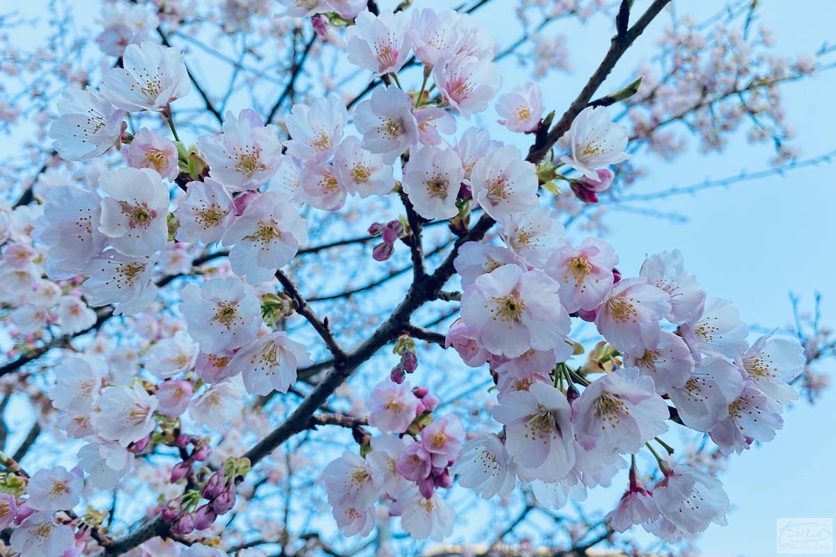 f:id:taisho_goes:20200321204932j:plain