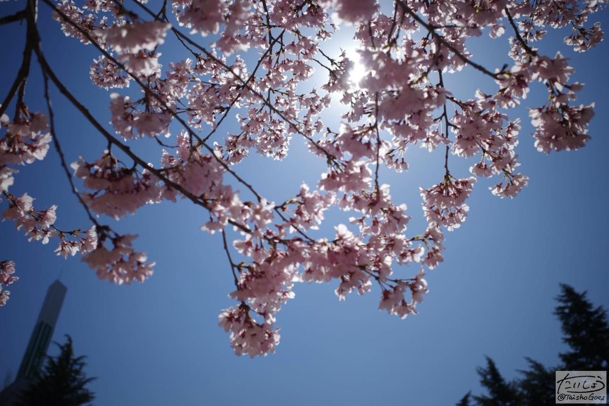 f:id:taisho_goes:20200418183858j:plain