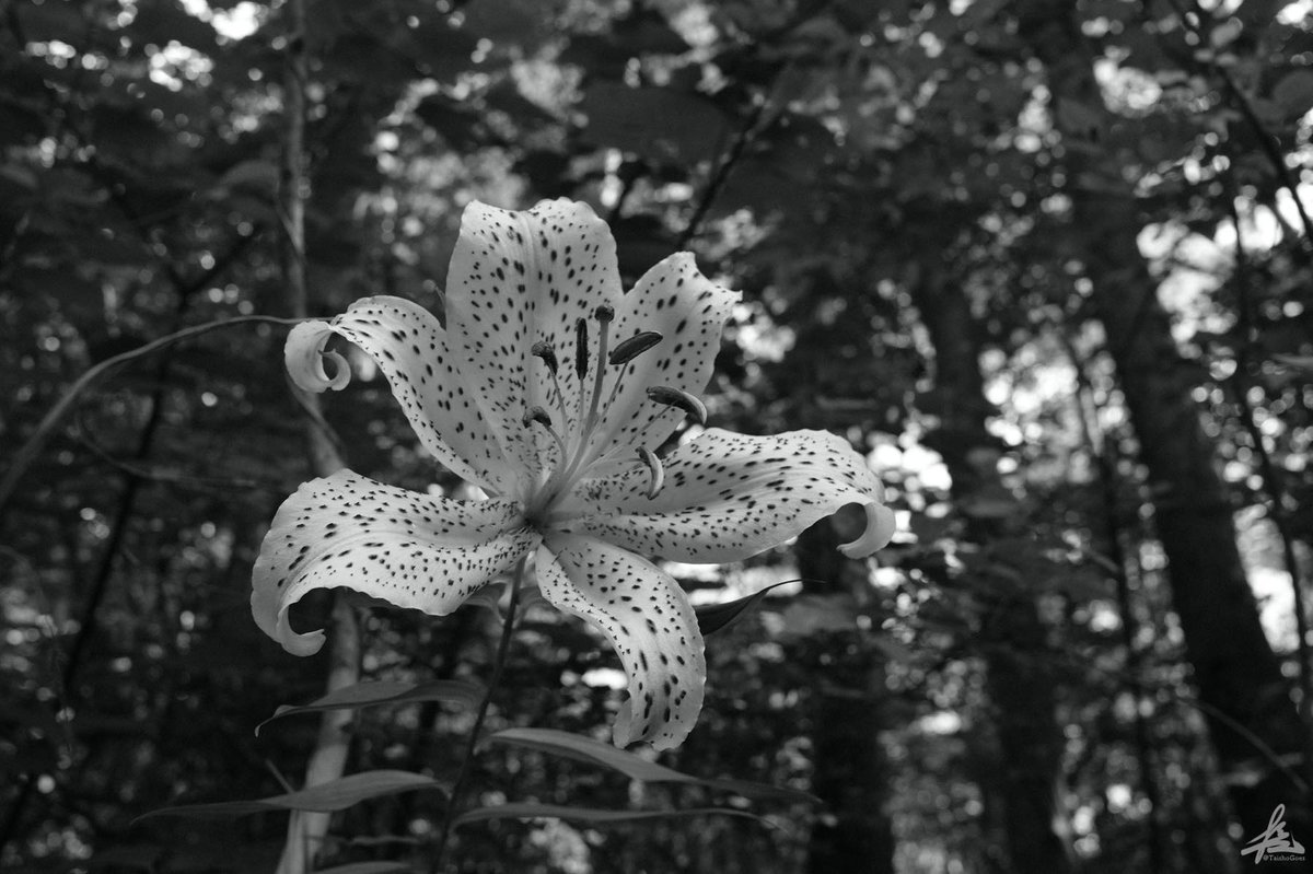 f:id:taisho_goes:20200727210151j:plain