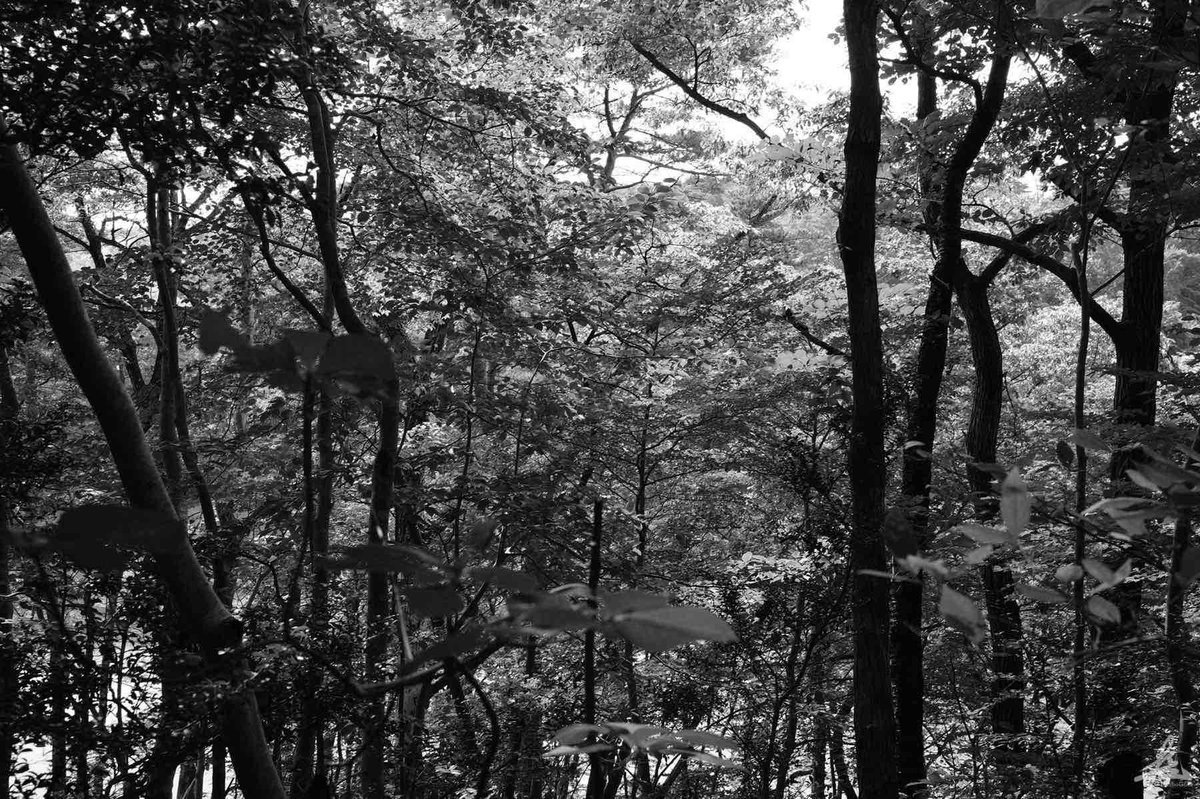 f:id:taisho_goes:20200727210439j:plain