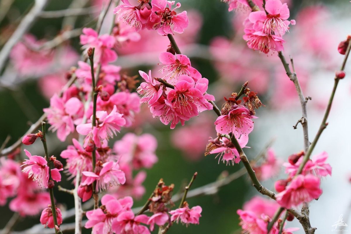 f:id:taisho_goes:20210330220036j:plain
