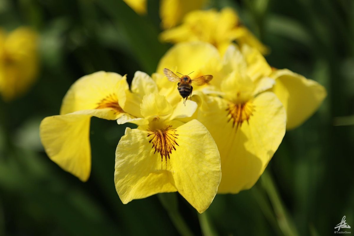 f:id:taisho_goes:20210625190203j:plain