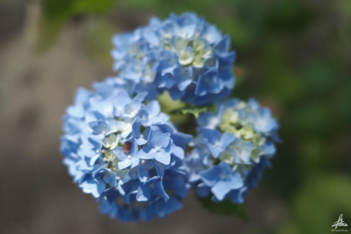 f:id:taisho_goes:20210626215101j:plain