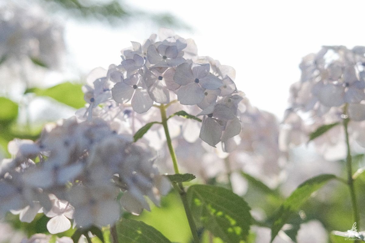 f:id:taisho_goes:20210626215142j:plain