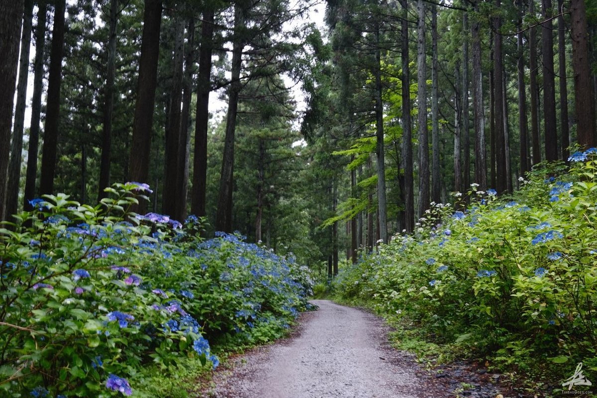 日本一の紫陽花 みちのくあじさい園 岩手県一関市 大将がゆく 日本一の紫陽花 みちのくあじさい園 岩手県一関市 大将がゆく