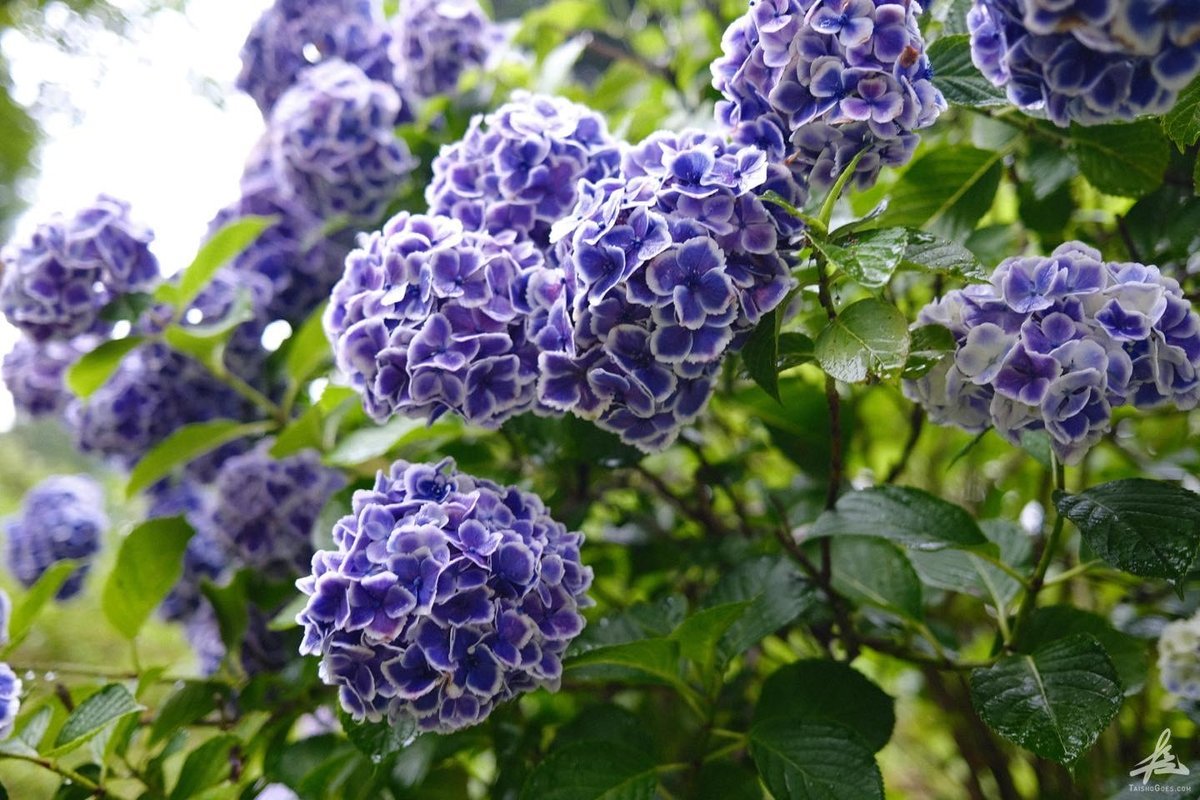 日本一の紫陽花 みちのくあじさい園 岩手県一関市 大将がゆく 日本一の紫陽花 みちのくあじさい園 岩手県一関市 大将がゆく