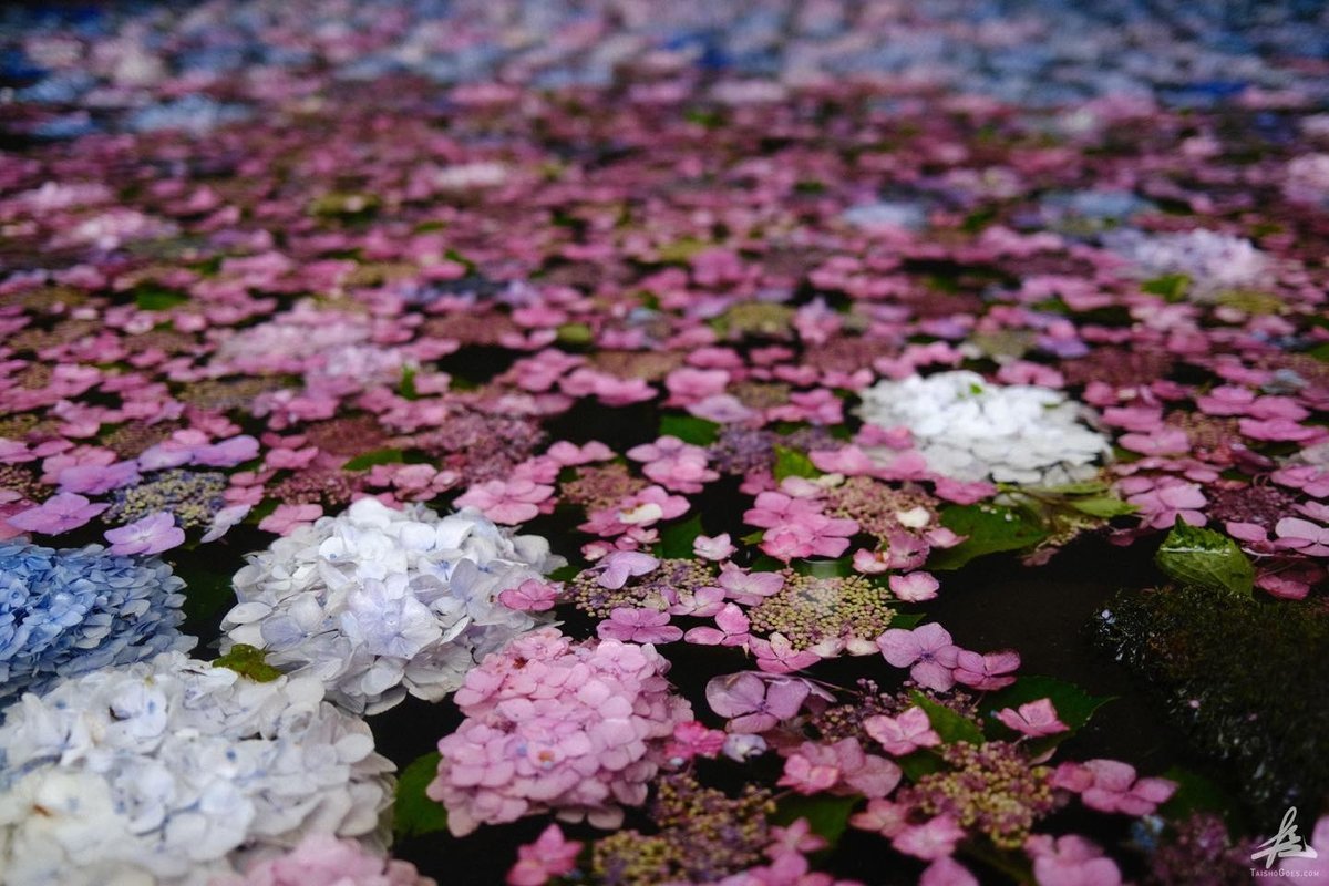 日本一の紫陽花 みちのくあじさい園 岩手県一関市 大将がゆく 日本一の紫陽花 みちのくあじさい園 岩手県一関市 大将がゆく