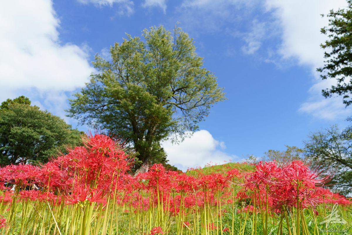 満開の彼岸花に集まる｜羽黒山公園（宮城県大崎市） - 大将がゆく