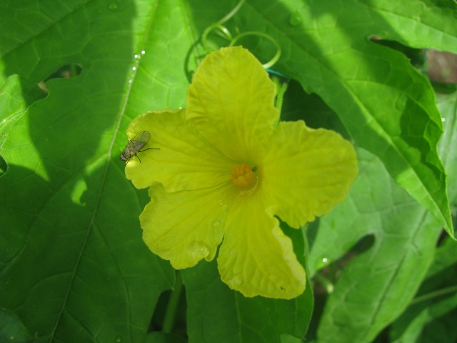 f:id:taishochikusen:20190717123525j:plain f:id:taishochikusen:20190717123525j:plain