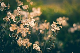 f:id:taispesewov1983:20170215182302j:plain f:id:taispesewov1983:20170215182302j:plain