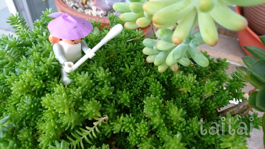 f:id:taitai39:20170811143608j:plain