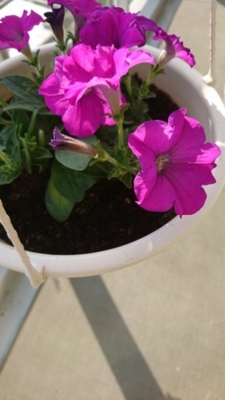 f:id:taitai39:20180505163226j:plain