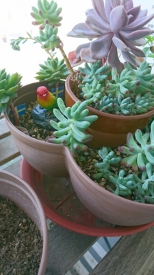 f:id:taitai39:20180505163309j:plain