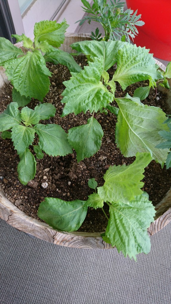 f:id:taitai39:20180507095005j:plain