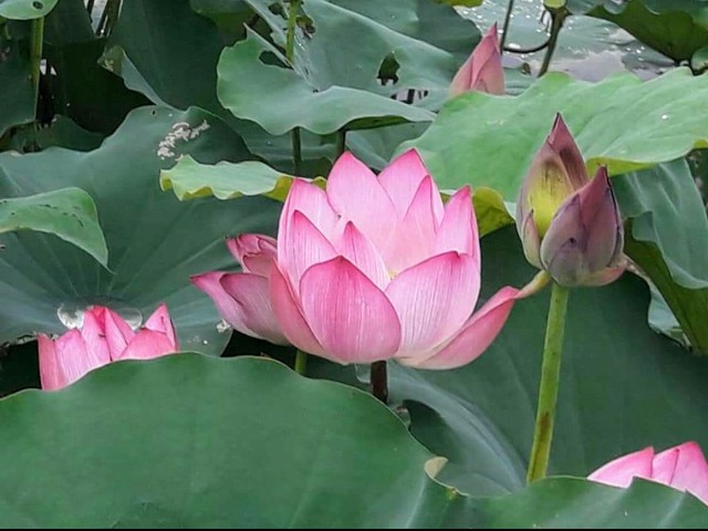 f:id:taiwaninaka:20200616083216j:image f:id:taiwaninaka:20200616083216j:image