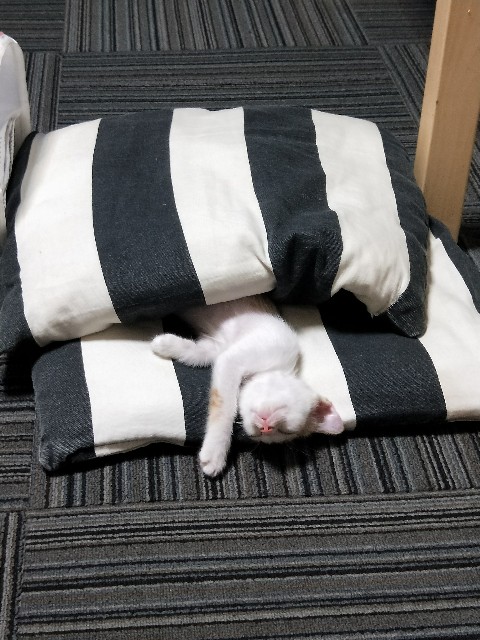 f:id:taiwaninaka:20200912031706j:image f:id:taiwaninaka:20200912031706j:image