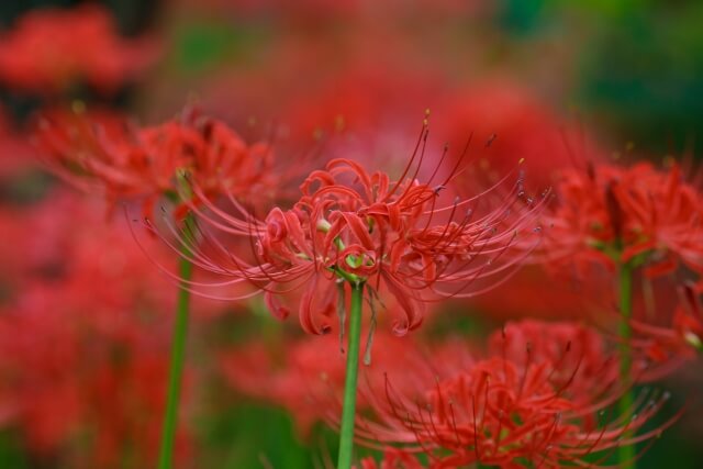 red_flowers