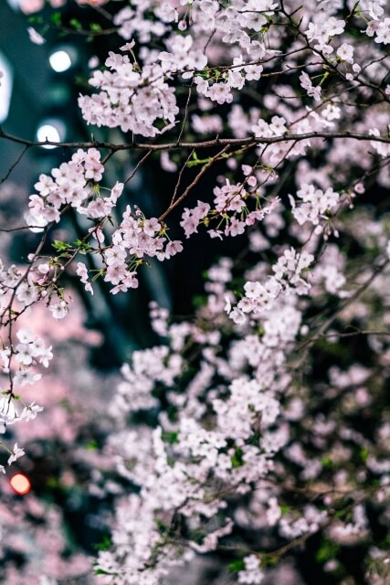 midnight_cherry