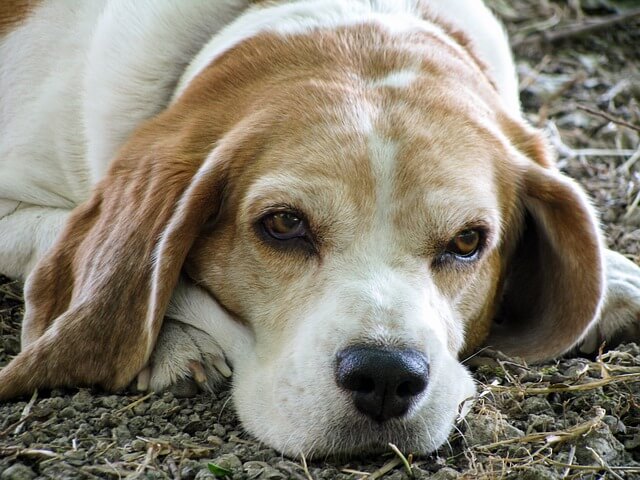 abandoned_dog