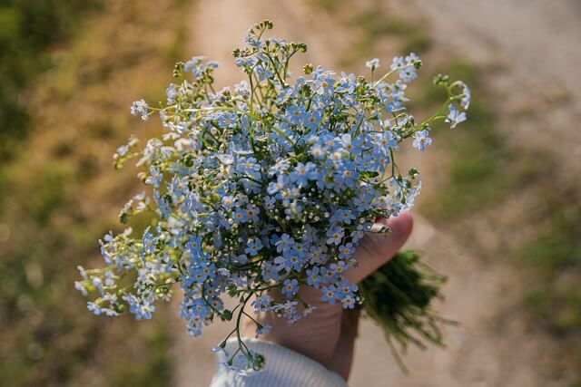 forget-me-not