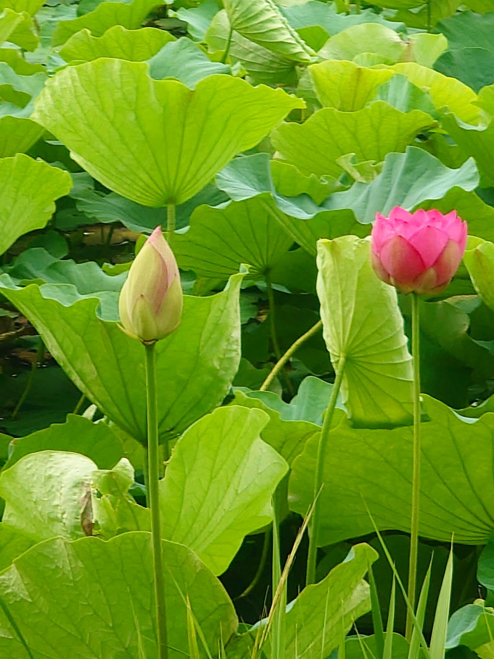 f:id:tajuyo:20260620201919j:image
