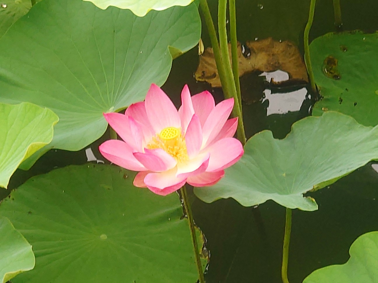 f:id:tajuyo:20260620201923j:image