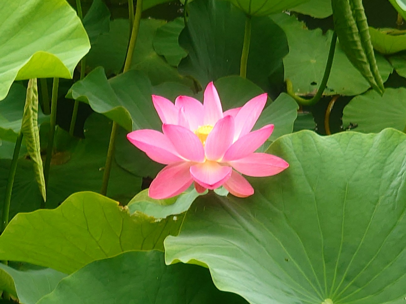 f:id:tajuyo:20260620201934j:image