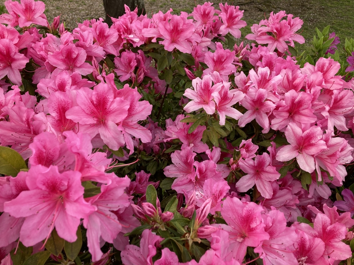 ・ALK陽性進行肺がんに対するアレクチニブの効果・・・国立がん研究センター中央病院の調査から 大分で肺癌診療