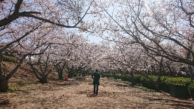 f:id:tak-s:20200405152604j:image f:id:tak-s:20200405152604j:image