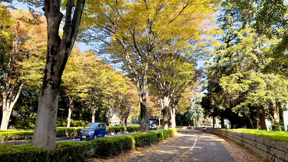 道路沿いのケヤキ並木が黄色く色づいている様子