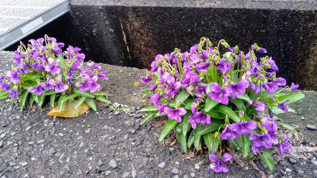 f:id:tak_tetsu:20200328163544j:plain f:id:tak_tetsu:20200328163544j:plain