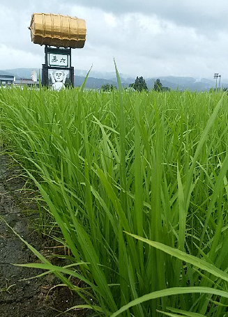 f:id:taka-malu:20200702154127p:plain