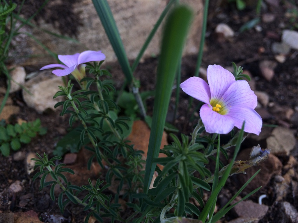 f:id:taka-shikao:20190515173632j:image f:id:taka-shikao:20190515173632j:image