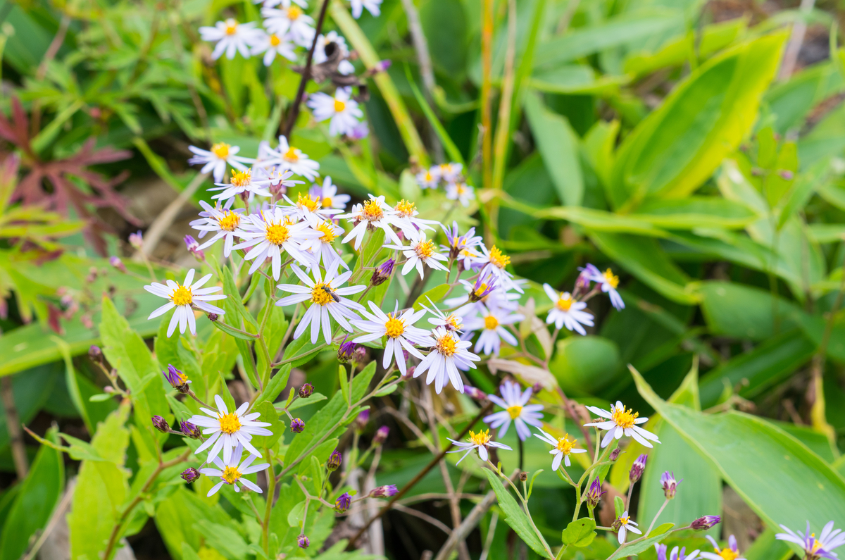 f:id:taka-xl883n:20190917105752j:plain f:id:taka-xl883n:20190917105752j:plain