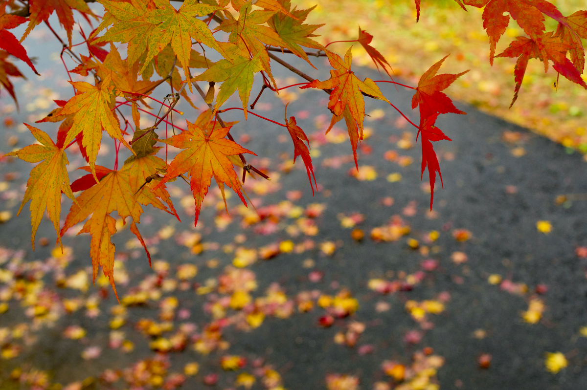 f:id:taka-xl883n:20191216201549j:plain f:id:taka-xl883n:20191216201549j:plain