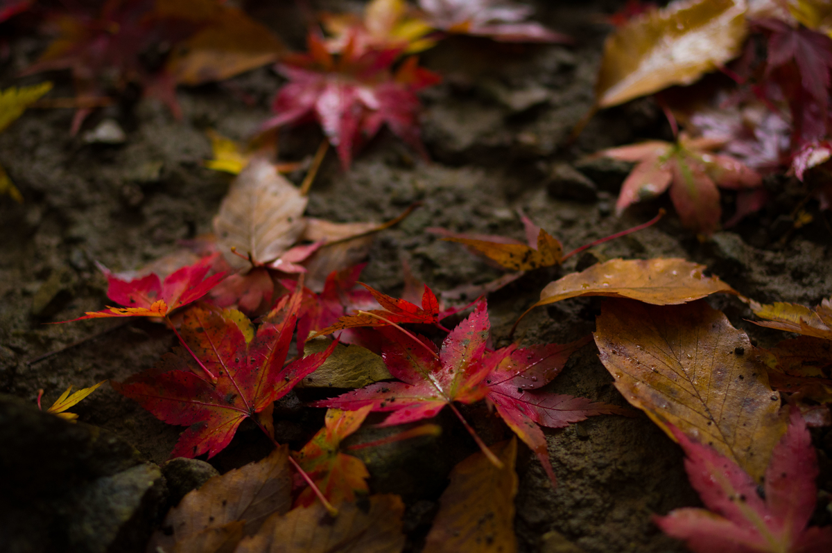 f:id:taka-xl883n:20191216201604j:plain f:id:taka-xl883n:20191216201604j:plain